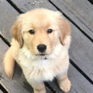 Meet your Posher, Rylee